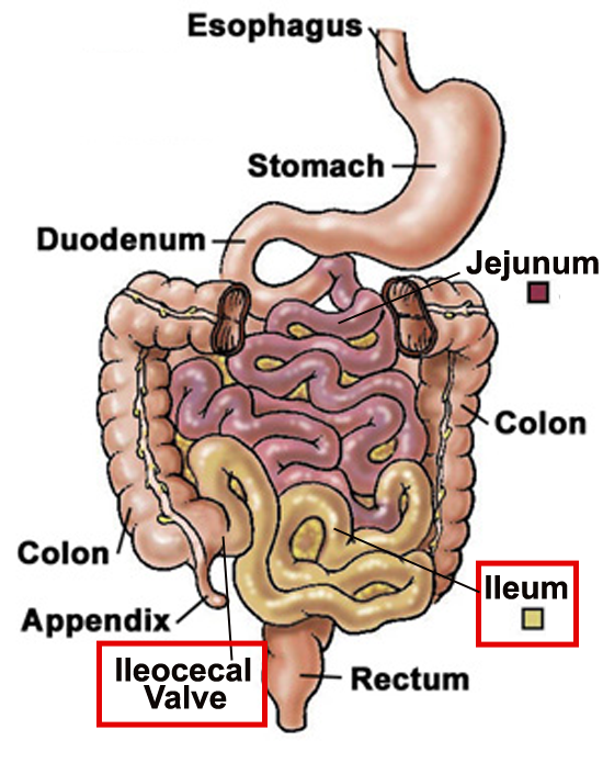 Is Constipation Blocking Your Happiness Chronic Constipation Treatment